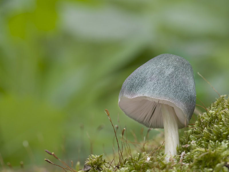 Pluteus salicinus